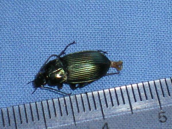 Carabidae nel laboratorio: Poecilus cupreus